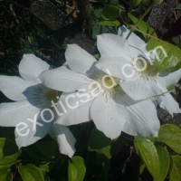 Клематис Мадам ле Культр