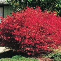 Бересклет крылатый Compactus