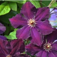 Клематис 