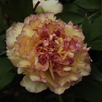 Кинкаку Джин Ге