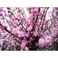 Миндаль трехлопастной (махровый)