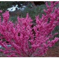 Церцис Канадский