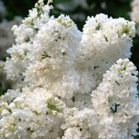 сирень мадам казимир перье