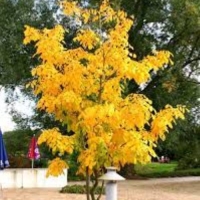 Кладрастис