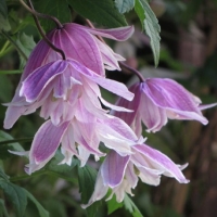 Княжик Propertius