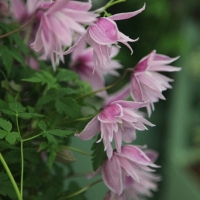 Княжик Markham’s Pink