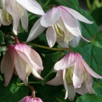 Княжик Pink Flamingo