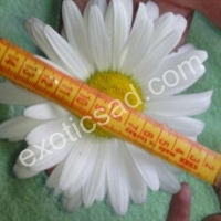 Ромашка белая крупная (Нивяник)