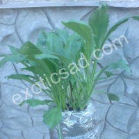 Ромашка белая крупная (Нивяник)