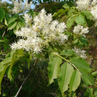 Ясень білий фото