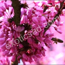 Церцис Канадский (Cercis canadensis)
