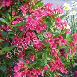 Вейгела "Newport Red"