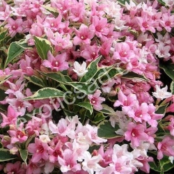 Вейгела "Nana Variegata"