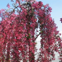 Яблоня декоративная плакучая