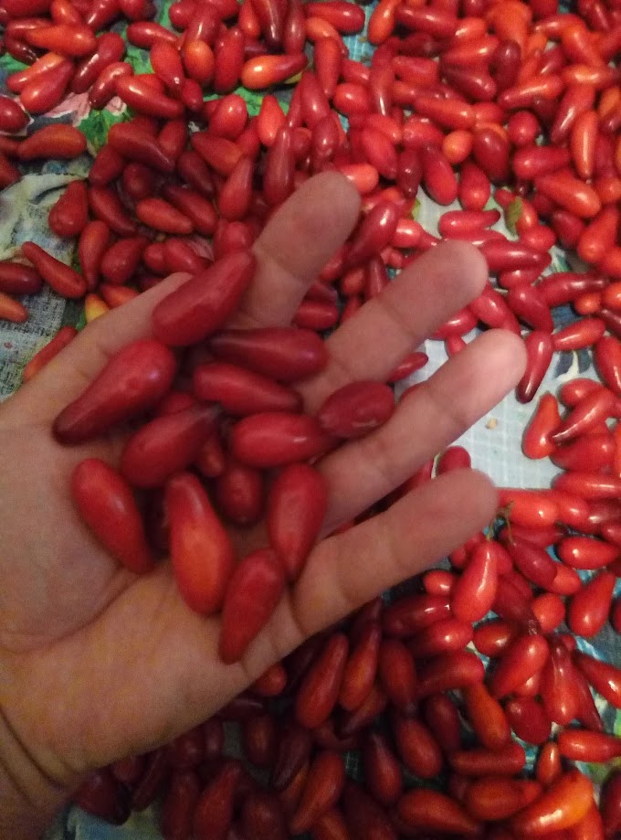 Кизил урожай