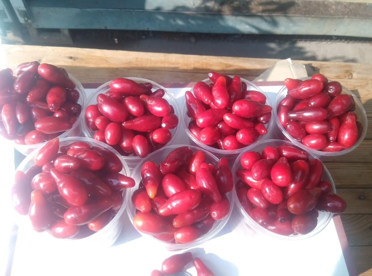 Кизил урожай