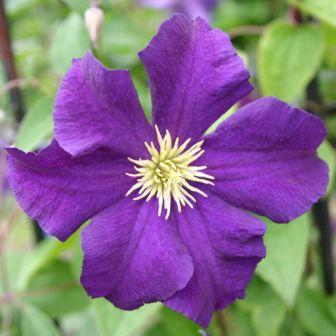 Клематис Виола