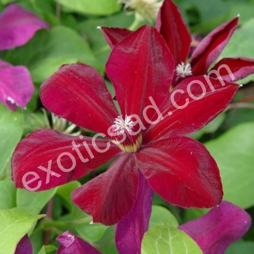 Clematis Westerplatte