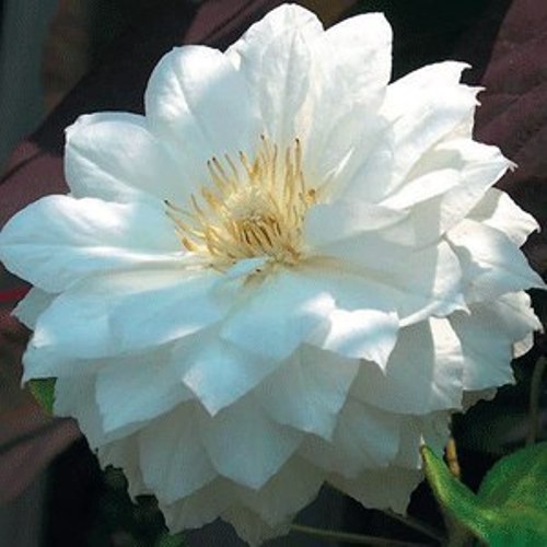 Duchess of Edinburgh