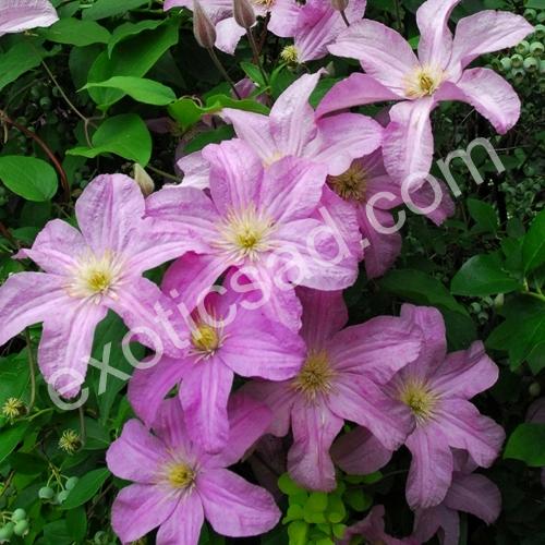 Comtesse de Bouchaud