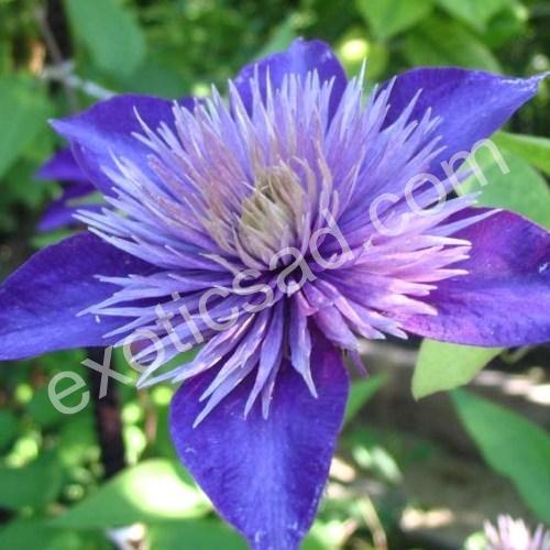 Clematis Multi Blue