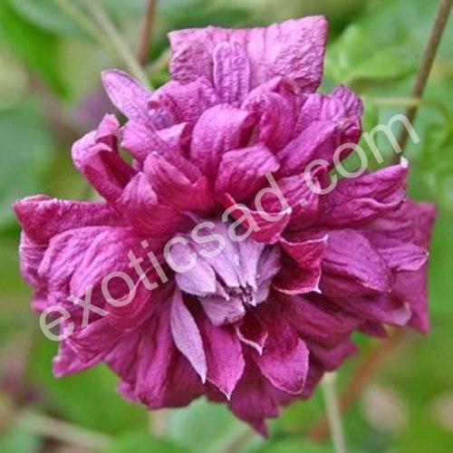 Purpurea Plena Elegans