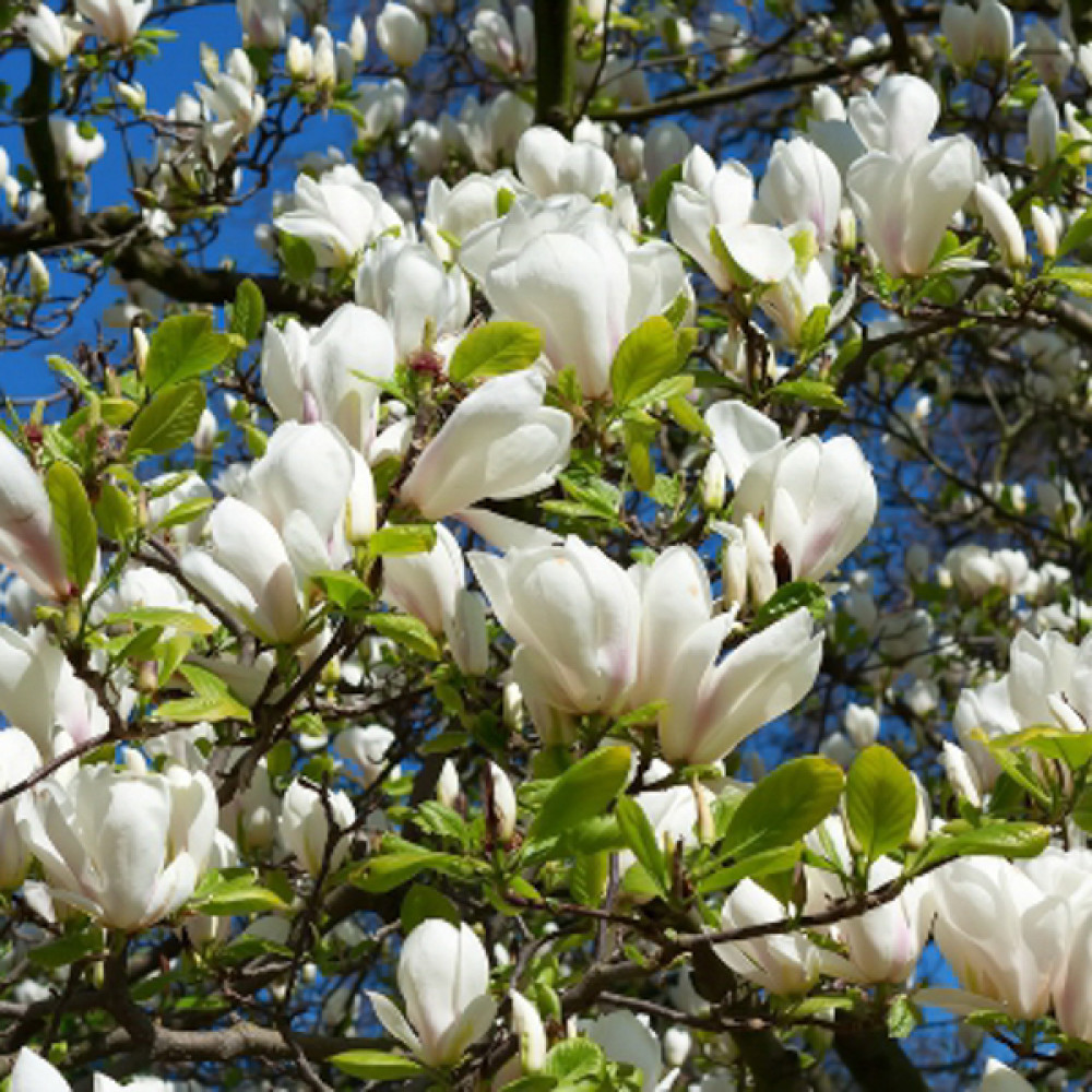 Magnolija Kobus