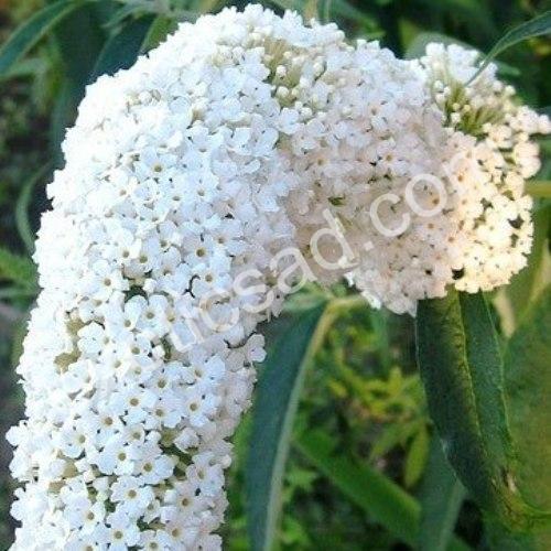 Buddleya