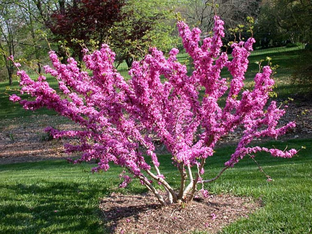 Церцис Канадський