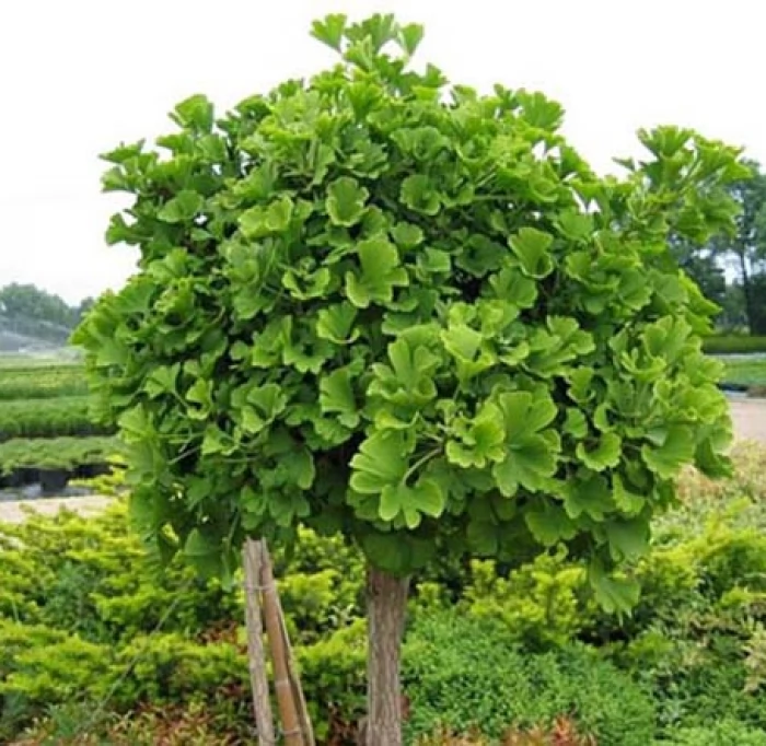Ginkgo Biloba