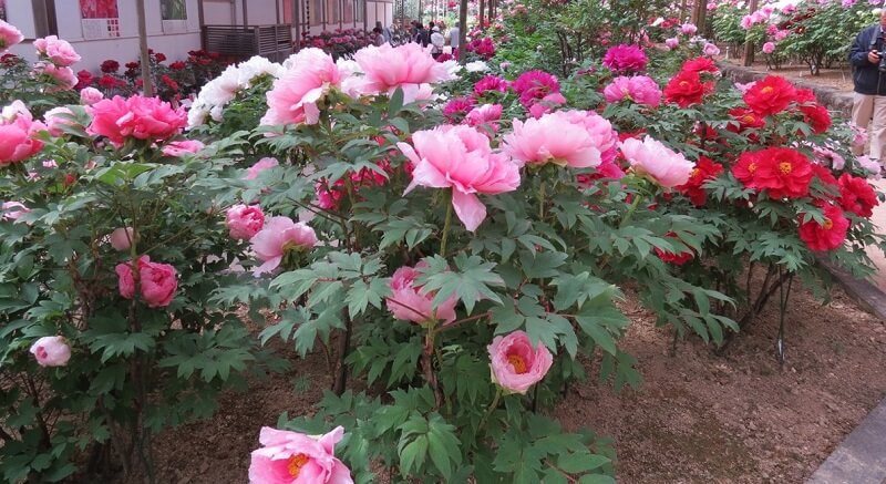 Пион древовидный