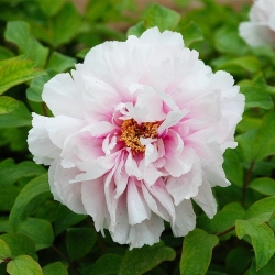 Peachblossom Covered with Snow