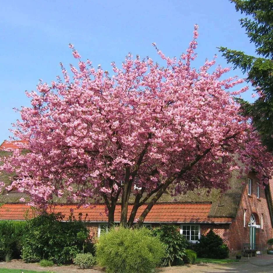 Sakura