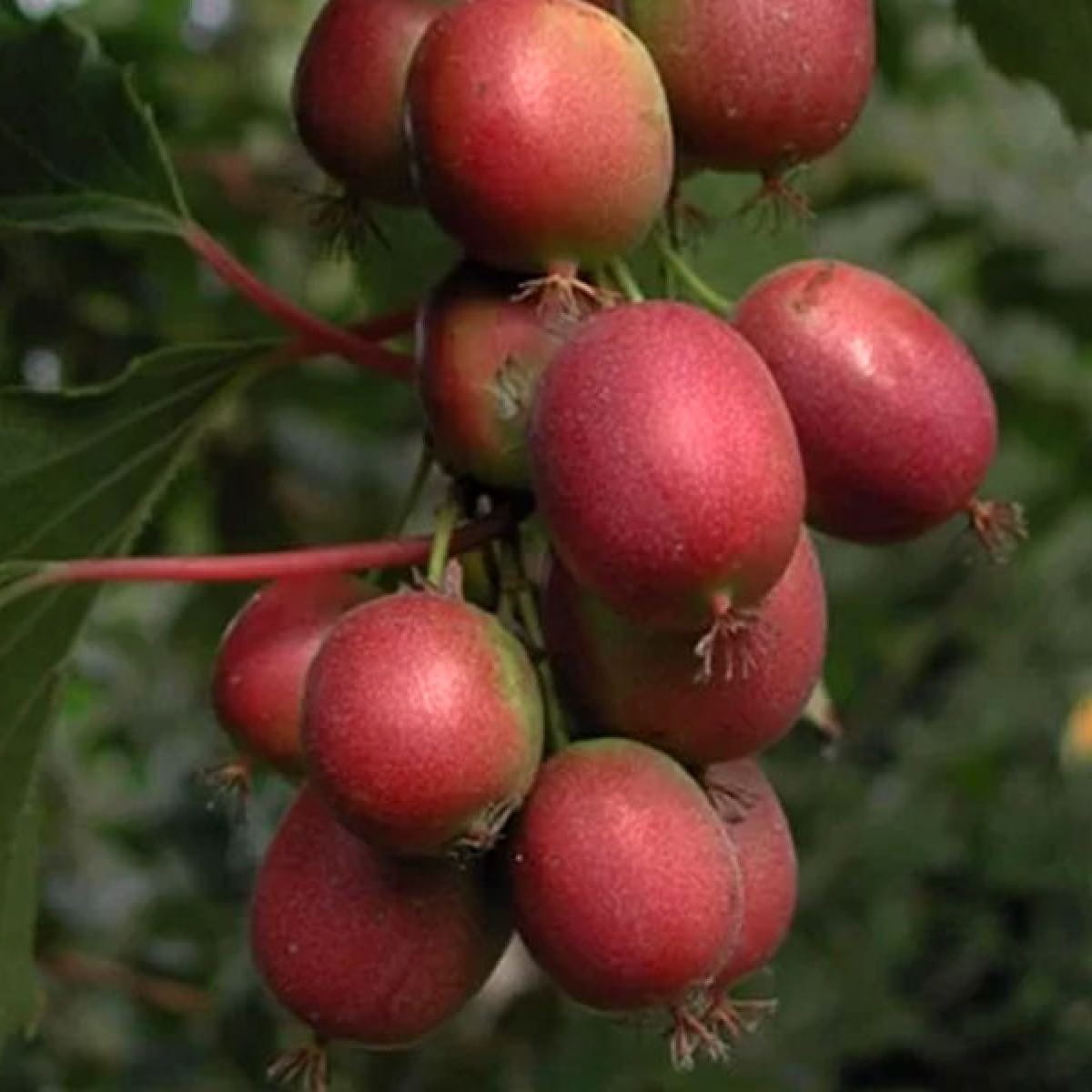 Актинидія червона