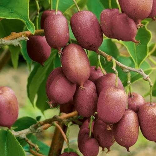 Актинидія Ken's Red