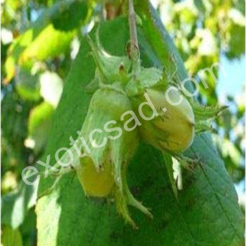 Фундук Шедевр