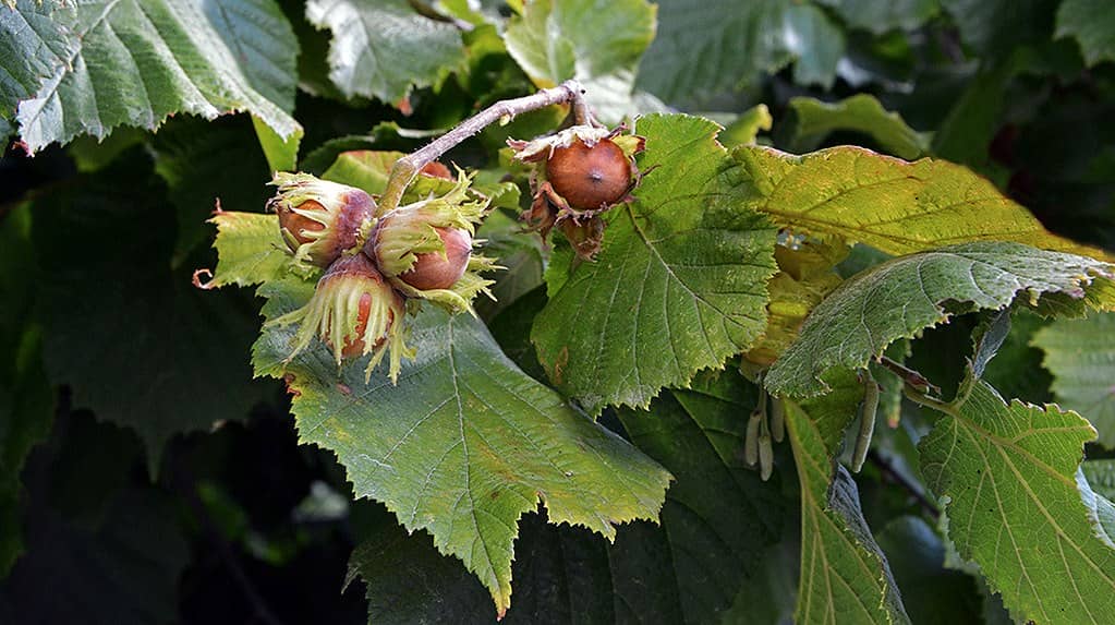 Фундук для саду