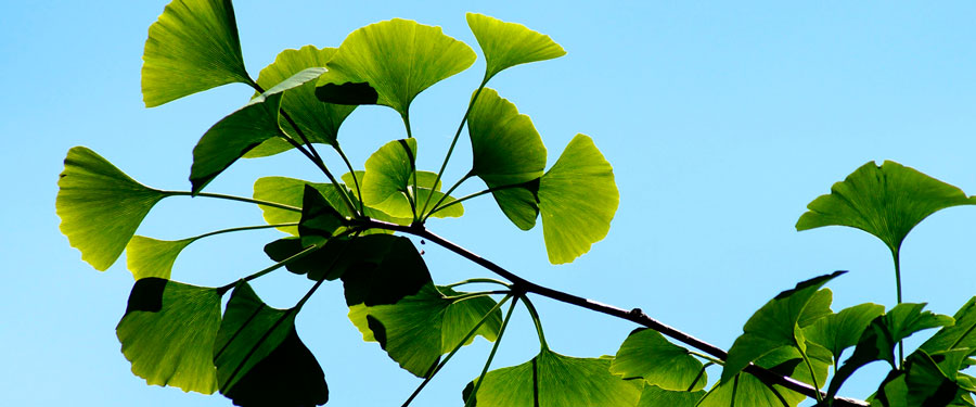 Листя Гінкго Білоба