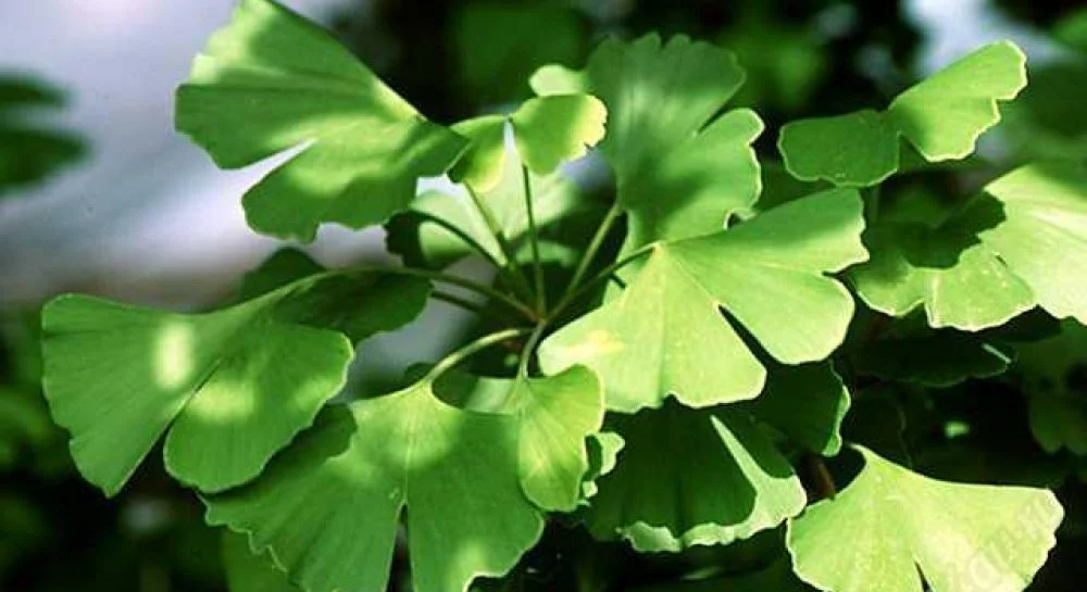 Ginkgo Biloba