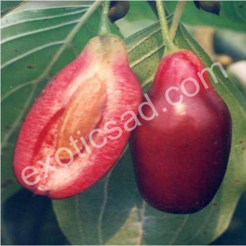 Кизил Елегантний