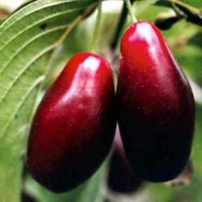 Кизил Лук'янівський