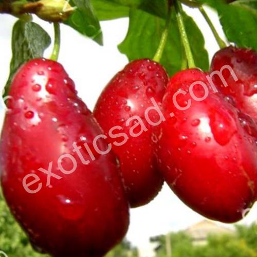 Кизил Семен