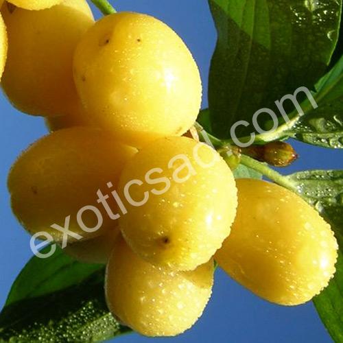 Кизил Янтарний