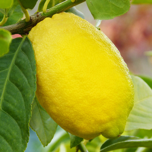 Лимон Новогрузинский