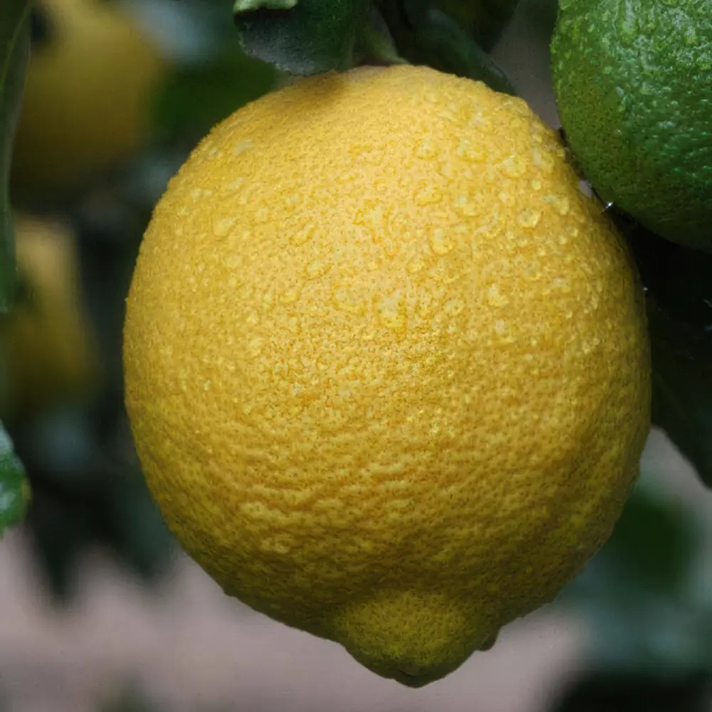 Лимон Вилла Франка