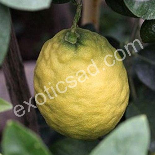 Лимон Киевский крупноплодный