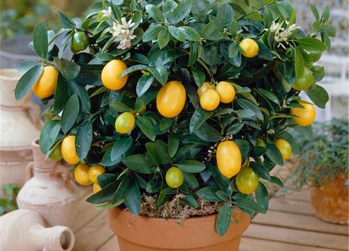Лимон кімнатний