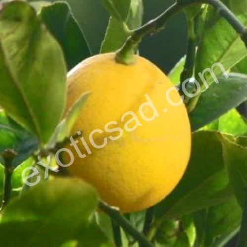 Лимон Мейера