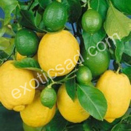 Лимон Павловский